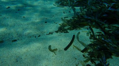 Geniş gözlü dil balığı (Bothus podas) denizaltı, Akdeniz, Antibes Burnu, Fransa