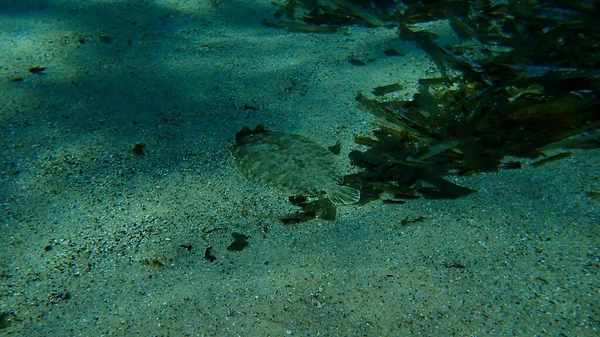 Platija Ojos Anchos Bothus Podas Bajo Mar Mar Mediterráneo Cabo — Foto de Stock