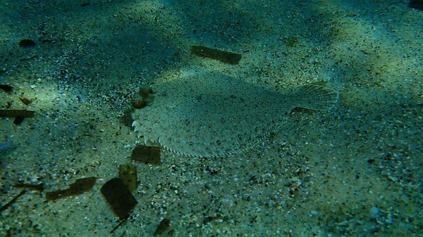 Flądra Szerokooka Bothus Podas Podmorska Morze Śródziemne Przylądek Antibes Francja — Zdjęcie stockowe