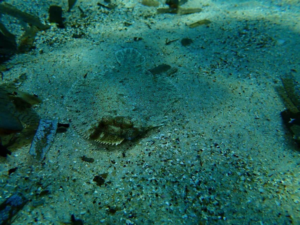Ψάρια Βαθέων Ματιών Bothus Podas Υποθαλάσσια Μεσόγειος Θάλασσα Cape Antibes — Φωτογραφία Αρχείου