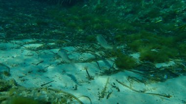 Genel Dentex (Dentex dentex) denizaltı, Akdeniz, Antibes Burnu, Fransa