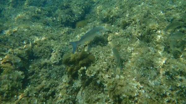 Flathead Grey Mullet Flathead Mullet Garis Garis Mullet Mugil Cephalus — Stok Foto