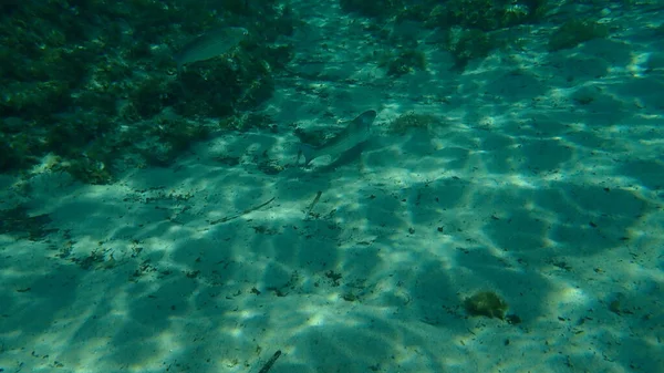 Flahead Grey Mullet Flahead Mullet Striped Mullet Mugil Cephalus Undersea — Φωτογραφία Αρχείου