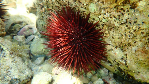 Ouriço Mar Roxo Paracentrotus Lividus Subaquático Mar Mediterrâneo Cabo Antibes — Fotografia de Stock