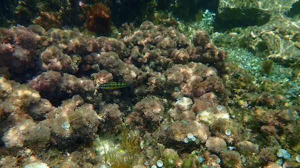 Ornate wrasse (Thalassoma pavo) undersea, Mediterranean Sea, Cape of Antibes, France