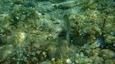 Gilthead Seabream (Sparus aurata), Orata, Dorada denizaltı, Akdeniz, Antibes Burnu, Fransa