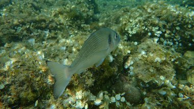 Gilthead Seabream (Sparus aurata), Orata, Dorada denizaltı, Akdeniz, Antibes Burnu, Fransa