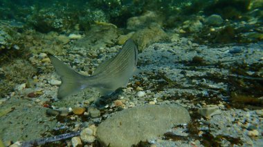 Gilthead Seabream (Sparus aurata), Orata, Dorada denizaltı, Akdeniz, Antibes Burnu, Fransa
