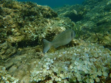 Gilthead Seabream (Sparus aurata), Orata, Dorada denizaltı, Akdeniz, Antibes Burnu, Fransa