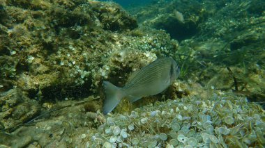 Gilthead Seabream (Sparus aurata), Orata, Dorada denizaltı, Akdeniz, Antibes Burnu, Fransa