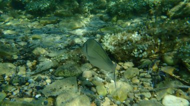 Gilthead Seabream (Sparus aurata), Orata, Dorada denizaltı, Akdeniz, Antibes Burnu, Fransa