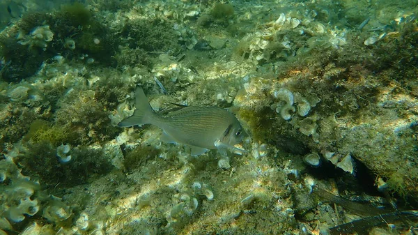 Dorade Rose Sparus Aurata Orata Dorada Sous Marine Mer Méditerranée — Photo