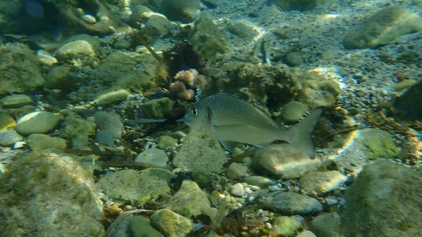 Gilthead Seabream Sparus Aurata Orata Dorada Submarina Mar Mediterráneo Cabo — Foto de Stock