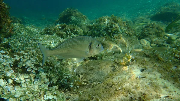 ギルヘッド シーバム Sparus Aurata オラタ ドラダ海底 地中海 アンティーブ岬 フランス — ストック写真