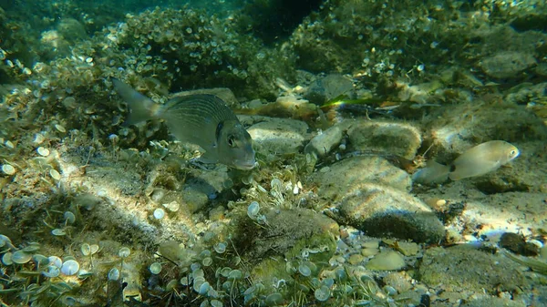 Goldbrasse Sparus Aurata Orata Dorada Unterwasser Mittelmeer Kap Von Antibes — Stockfoto