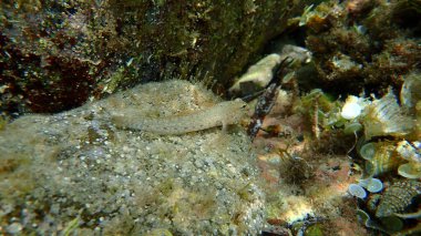 Slender goby (Gobius geniporus) denizaltı, Akdeniz, Antibes Burnu, Fransa