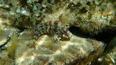 Denizaltı, Akdeniz, Fransa 'nın Antibes Burnu, Fransa, Fransa ve Fransa' da çok büyük bir balık türlüsü.