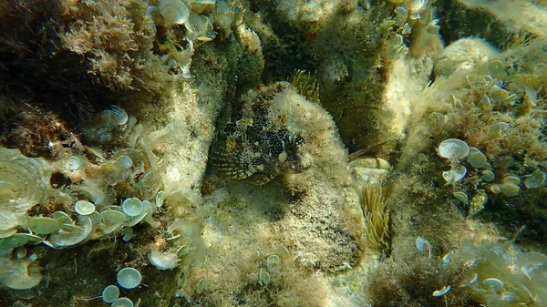 Very Big Tompot Blenny Parablennius Gattorugine Undersea Mediterranean Sea Cape — Stock Photo, Image