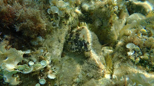 Very Big Tompot Blenny Parablennius Gattorugine Undersea Mediterranean Sea Cape — Foto de Stock