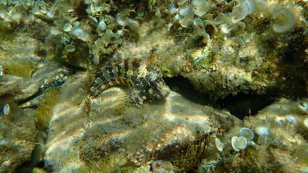 Très Grand Tompot Blenny Parablennius Gattorugine Sous Marin Mer Méditerranée — Photo