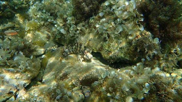 Zeer Grote Tompot Blenny Parablennius Gattorugine Onderzees Middellandse Zee Kaap — Stockfoto