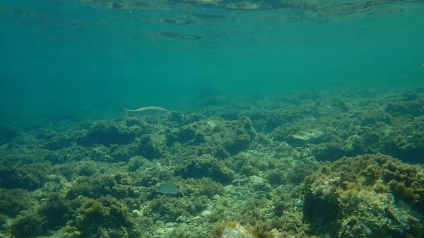 Baixo Europeu Dicentrarchus Labrax Robalo Branzino Submarino Mar Mediterrâneo Cabo — Fotografia de Stock