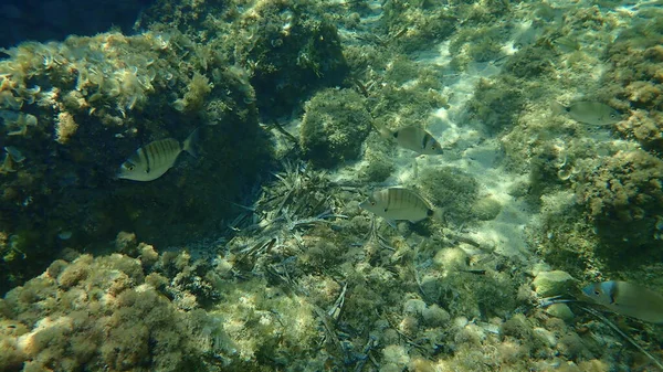 Dorade Rose Diplodus Puntazzo Deux Espèces Différentes Dorade Sous Marine — Photo