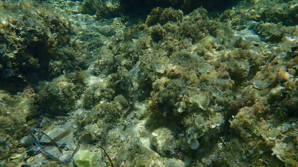 Dev Goby Gobius Cobitis Denizaltı Akdeniz Antibes Burnu Fransa — Stok fotoğraf