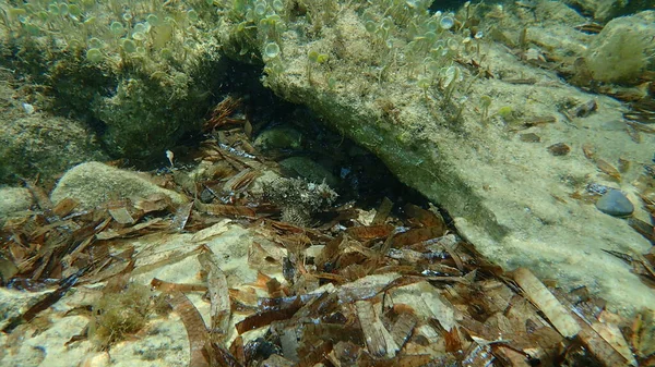 Peixe Escorpião Preto Scorpaena Porcus Submarino Mar Mediterrâneo Cabo Antibes — Fotografia de Stock