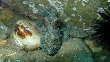Genel ahtapot (Octopus vulgaris) avı, Ege Denizi, Yunanistan, Halkidiki