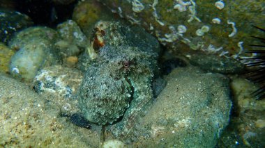 Genel ahtapot (Octopus vulgaris) avı, Ege Denizi, Yunanistan, Halkidiki