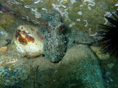 Genel ahtapot (Octopus vulgaris) avı, Ege Denizi, Yunanistan, Halkidiki