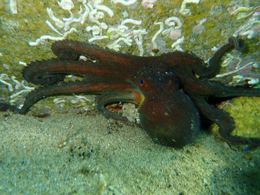 Genel ahtapot (Octopus vulgaris) avı, Ege Denizi, Yunanistan, Halkidiki