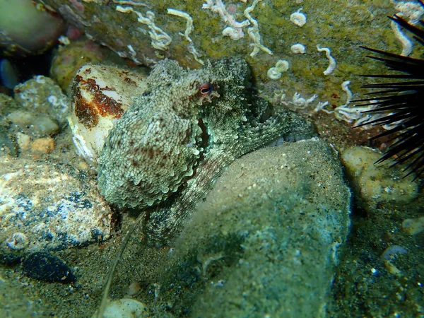Genel ahtapot (Octopus vulgaris) avı, Ege Denizi, Yunanistan, Halkidiki