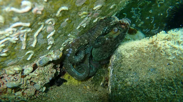 Поширений Восьминіг Octopus Vulgaris Полювання Егейське Море Греція Халкідікі — стокове фото