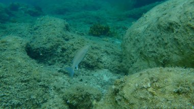 Düz başlı gri kefal, yassı başlı kefal, çizgili kefal (Mugil cephalus) deniz altı, Ege Denizi, Yunanistan, Halkidiki