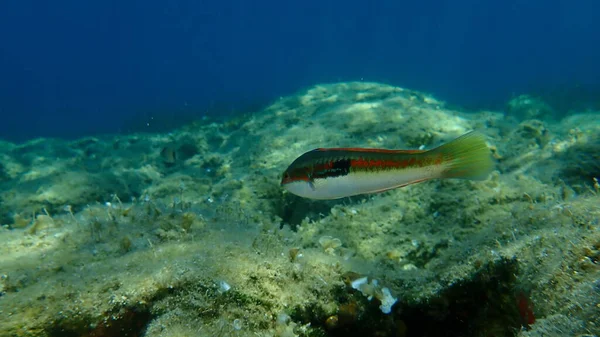 Mediterranean Rainbow Wrasse Coris Julis Undersea Aegean Sea Greece Halkidiki — Stock Photo, Image