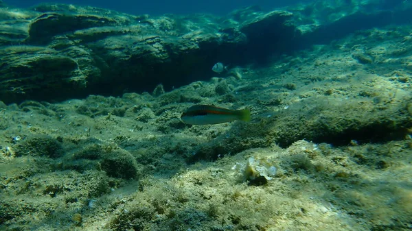 Středozemní Duha Wrasse Coris Julis Pod Mořem Egejské Moře Řecko — Stock fotografie