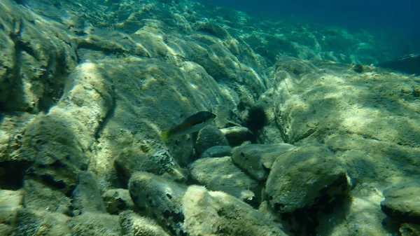 Mittelmeer Regenbogenlippfisch Coris Julis Unter Wasser Ägäis Griechenland Chalkidiki — Stockfoto