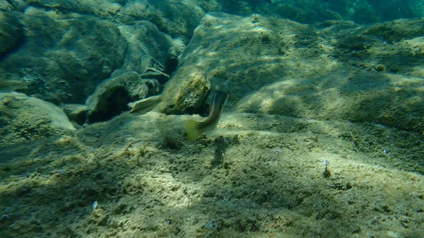 Mittelmeer Regenbogenlippfisch Coris Julis Unter Wasser Ägäis Griechenland Chalkidiki — Stockfoto