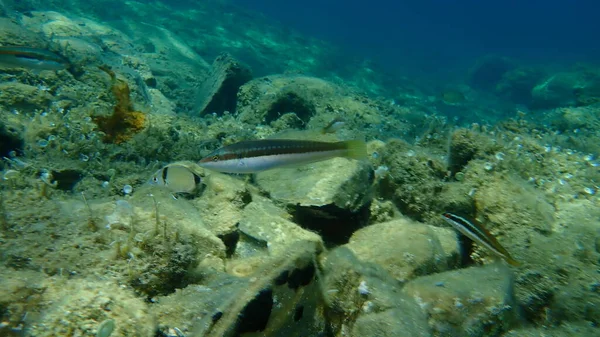 Mittelmeer Regenbogenlippfisch Coris Julis Unter Wasser Ägäis Griechenland Chalkidiki — Stockfoto