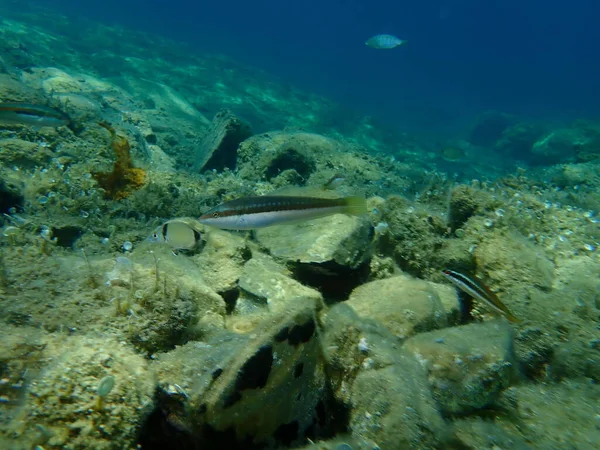 Mittelmeer Regenbogenlippfisch Coris Julis Unter Wasser Ägäis Griechenland Chalkidiki — Stockfoto