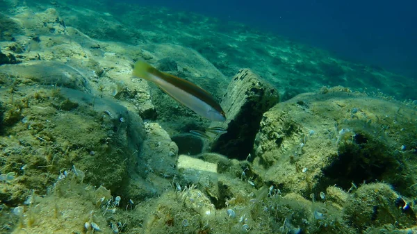 Mediterranean Rainbow Wrasse Coris Julis Undersea Aegean Sea Greece Halkidiki — Stock Photo, Image