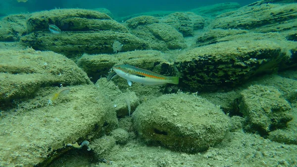 Arco Iris Mediterráneo Wrasse Coris Julis Bajo Mar Mar Egeo — Foto de Stock