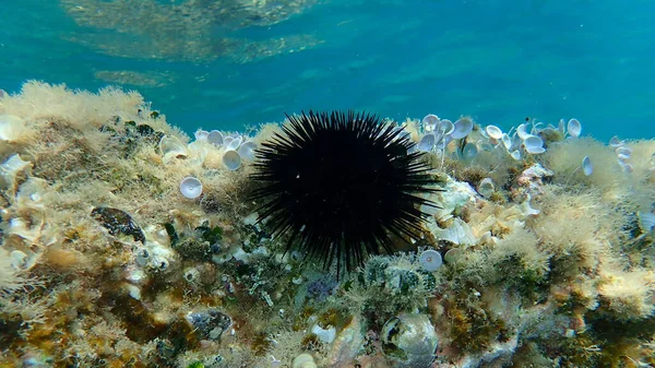 Black sea urchin (Arbacia lixula) undersea, Aegean Sea, Greece, Halkidiki