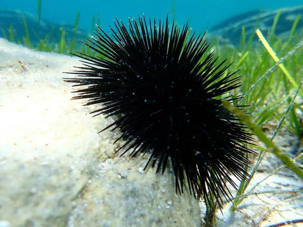 Ouriço Mar Negro Arbacia Lixula Submarino Mar Egeu Grécia Halkidiki — Fotografia de Stock