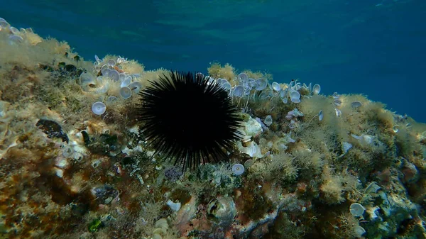 Black Sea Urchin Arbacia Lixula Undersea Aegean Sea Greece Halkidiki — Stock Photo, Image