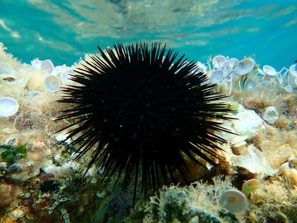 Black Sea Urchin Arbacia Lixula Undersea Aegean Sea Greece Halkidiki — Stock Photo, Image