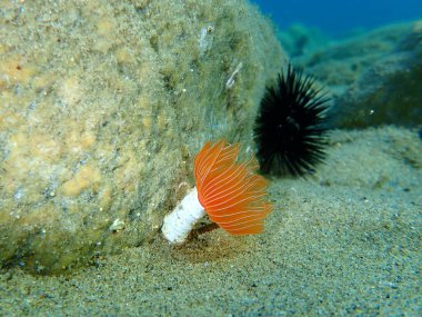 Polychaeta (Protula tubularia), denizaltı, Ege Denizi, Yunanistan, Halkidiki