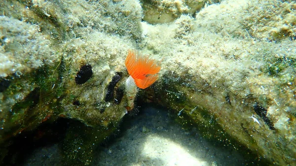 Polychaeta Protula Tubularia Tenger Alatti Égei Tenger Görögország Halkidiki — Stock Fotó